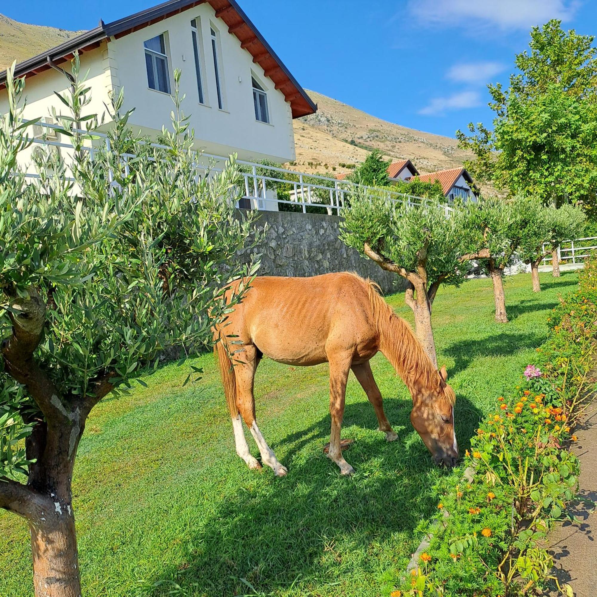 Xhuli Guesthouse Shkodër Exterior foto